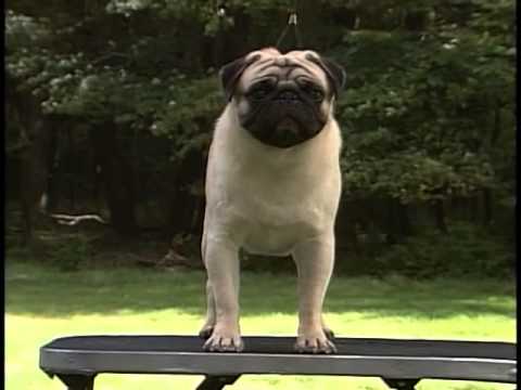 Pug breed video