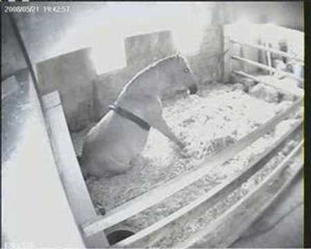 Geboorte merrie veulen van Lescapade 21-05-2008 *