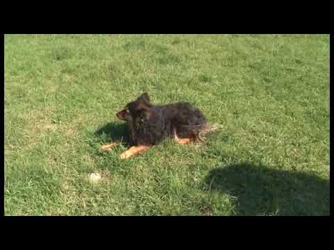 OVCE NA PASNJAKU U PADEJU