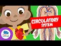 THE CIRCULATORY SYSTEM Educational Videos For Children