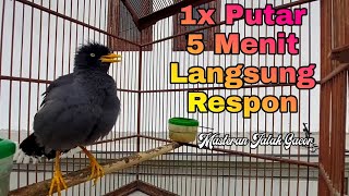 Download lagu Terapi dan Pancingan Ocehan Jalak Kebo Gacor Bikin Jalak Kebo Malas Bunyi Langsung Gacor mp3 Download lagu Terapi dan Pancingan Ocehan Jalak Kebo Gacor Bikin Jalak Kebo Malas Bunyi Langsung Gacor mp3