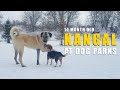 MALE KANGAL AT DOG PARKS | TURKISH KANGAL DOG | ASH THE KANGAL