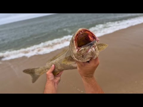 PB WEAKFISH & Big Fluke Hit The Sand! (Surf Fishing)