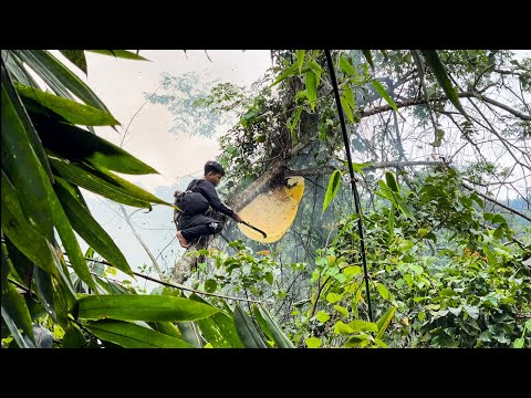 Orphan Boy- Harvesting Wild Bees From High Trees, Danger Comes to the Profession 