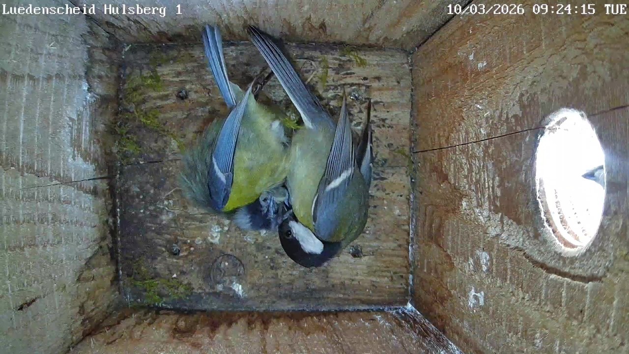 Blaumeisen-Nestbau mit jähem Ende - heftiger Kampf mit Kohlmeise | 10.03.2026