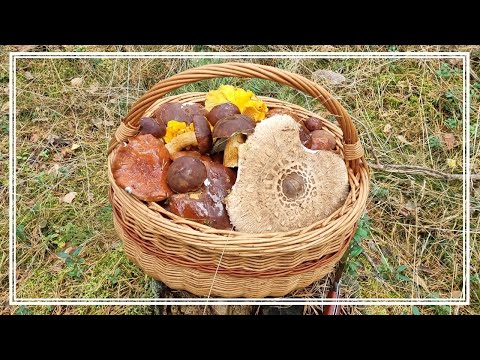 GRZYBÓW TYLE, że nie mieściły się w KOSZYKU - GRZYBOBRANIE PAŹDZIERNIK 2023