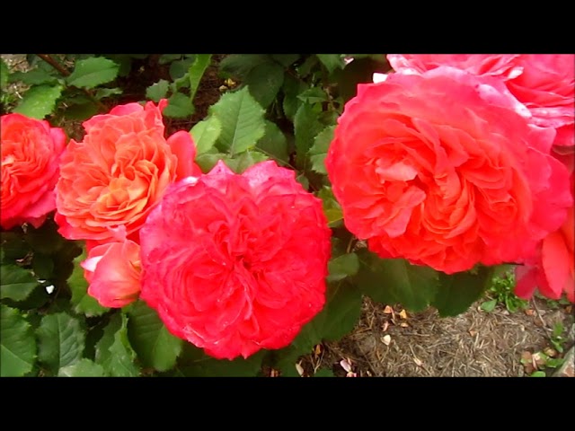 РОЗА ЭМИЛЬЕН ГИЙО (Emilien Guillot)