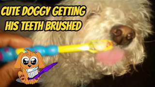 Porky Teeth Brushing Daily Routine