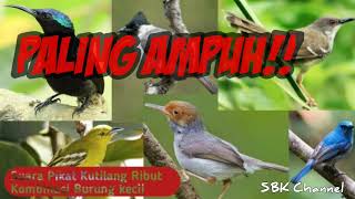 Download lagu Kutilang Ribut Kombinasi Burung Kecil mp3