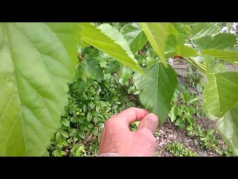 Foraging the Mulberry: Morus alba, rubra @ start
