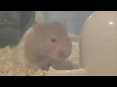 Thirsty Hamster