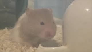 A Very Thirsty Hamster