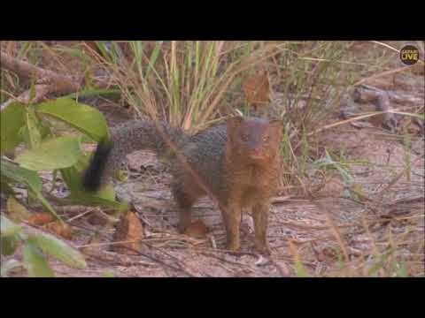 Safari Live : Slender Mongoose on drive this morning with Tristan  March 28, 2018