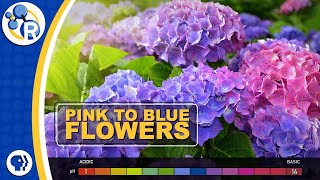 How Do Hydrangeas Change Colors?