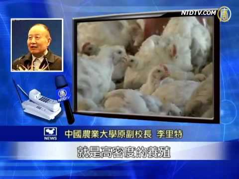 中国养殖业普遍滥用抗生素(视频)