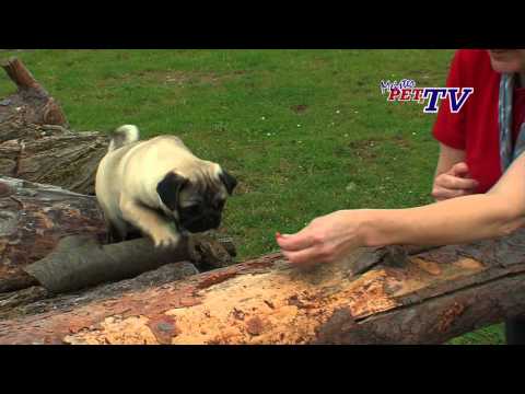 Mops: Informationen zur Rasse