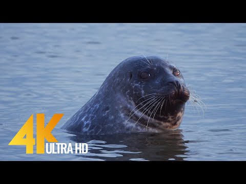 The Habitants of Icelandic Beaches 4K 60fps - 10bit color - Short Preview