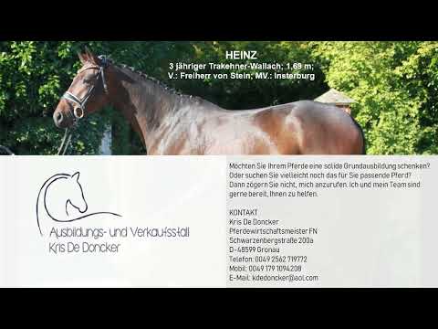 " Heinz " 3y.Trakehner gelding, 1.69m, V. Freiherr von Stein - MV. Insterburg