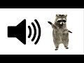Baby Racoon Sound Effect ProSounds