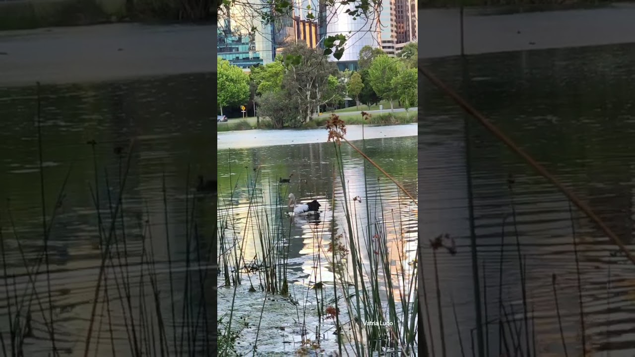 YouTube Short thumbnail