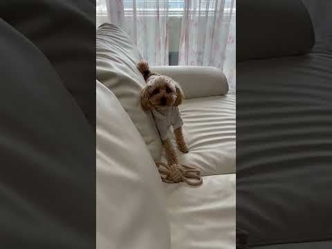経営学科 あざと可愛いトイプードル8ヶ月 #toypoodle #トイプードル
