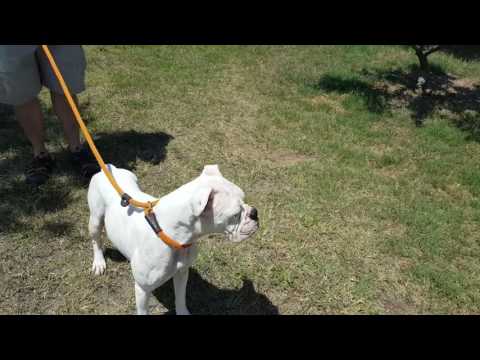 DeeDee, an adopted Boxer in Lytle, TX_image-1