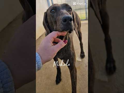 Regalo Michele splendido giovane Segugio Plott Hound 