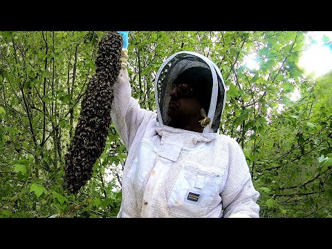 download lagu mp3 mp4 Recuperation Essaim D Abeilles, download lagu Recuperation Essaim D Abeilles gratis, unduh video klip Recuperation Essaim D Abeilles