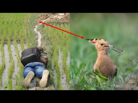 Bird Photography Tips and Tricks in Hindi  | Wildlife Photography Tutorial in Hindi |