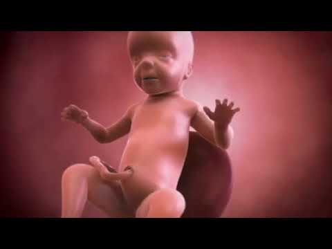 Your baby at 26 weeks | Week-by-week pregnancy | MadeForMums