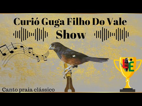 Curió Guga Filho Do Vale - canto praia clássico ‐ para encarte de filhotes pardos e adultos