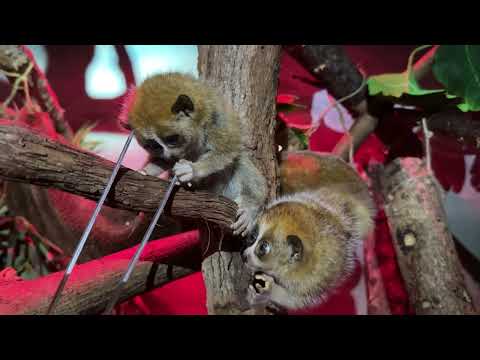 Meet Our Pygmy Slow Loris Babies