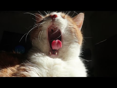 Cat Meows, Sneezes and Yawns