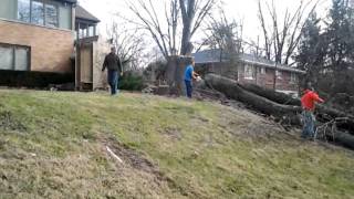 preview picture of video 'F & F Tree Service Bellbrook, Ohio... Call 937-520-8733 for your free estimate today'
