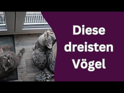 Was würde Cosmo zum Vogel in seinem Garten sagen?