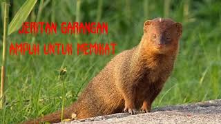 Download lagu Suara Garangan Yang Ampuh Untuk memikat mp3