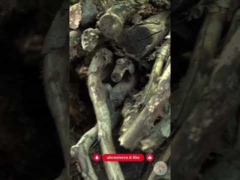 Winterquartier für Amphibien bauen: Anleitung für ein artgerechtes Hibernaculum