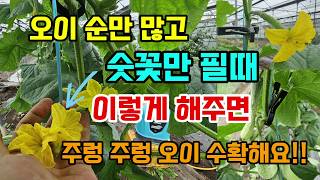 오이순만 무성하고 숫꽃만 피는 이유 이렇게 해야 오이 수확합니다 오이꽃 따는 이유 #오이농사