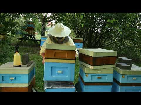 ABC pasieki cz.15 - jesienne łączenie rodzin