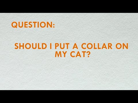 Should I Put A Collar On My Cat?