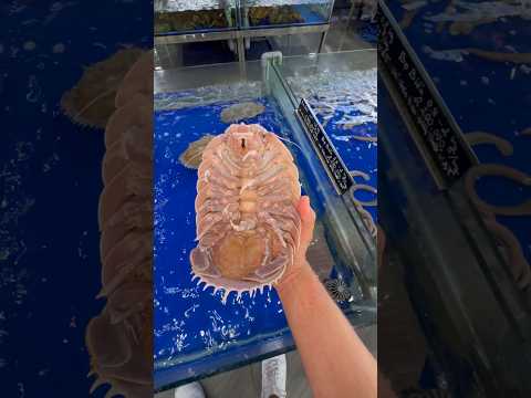 Buying EXPENSIVE Baby Isopod