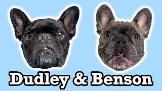 Photographing French Bulldogs Dudley and Benson | 001
