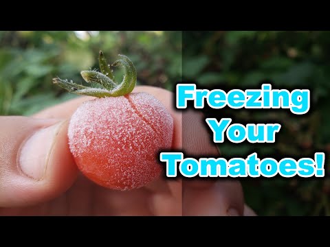 Freezing Cherry Tomatoes In 2020