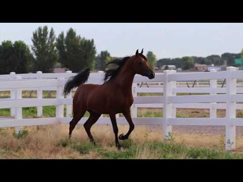 What Else SA (Wadee Al Shaqab X Asia Al Tiglio)