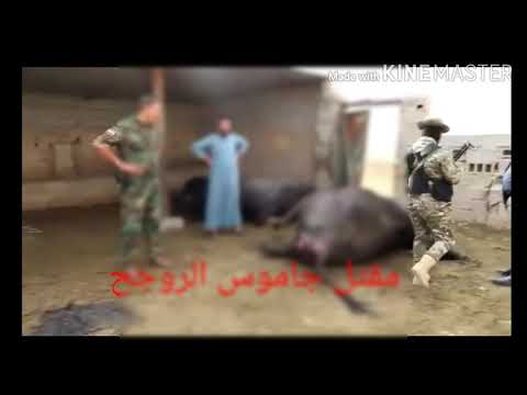 , title : 'مقتل جاموس الروجح'