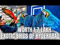 BEST BLUE GOLD MACAW EXOTIC PETS IN HYDERABAD PET MARKET IN HYDERABAD BOLEVIAN BLUE GOLD MACAW