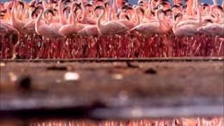 MANFRED MANN   PRETTY FLAMINGO