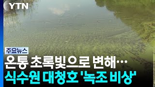 연이은 폭염에 충청권 식수원 대청호 '녹조 비상' / YTN