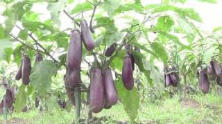 বিটি বেগুনের ব্রিডার বীজ উৎপাদন