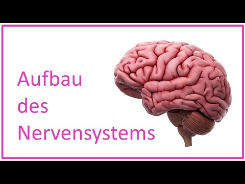 Aufbau des Nervensystems